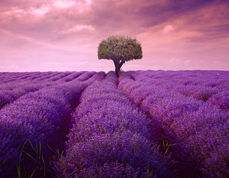Incienso lavanda